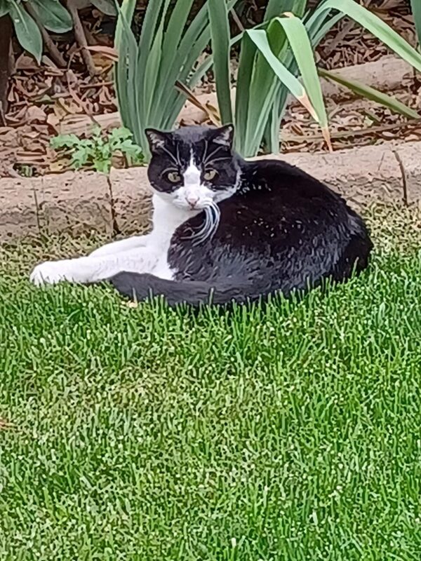 mia